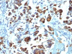 MUC3 Antibody (MUC3/1154), Novus Biologicals 0.2mg; Unlabeled:Antibodies,